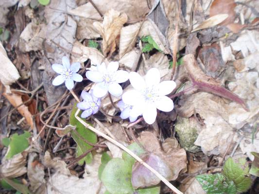20090314_130545.JPG