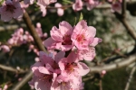 20090412_084647.JPG