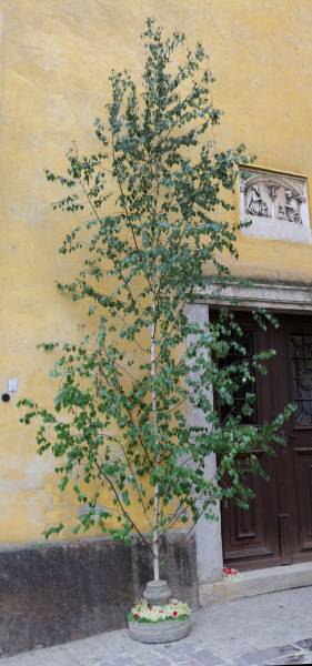 IMG_8370_stitch.jpg